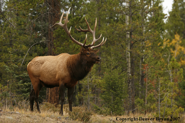 Rocky Mountain Elk 