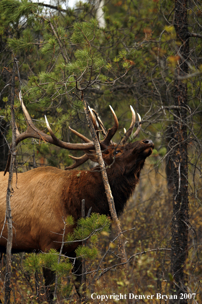 Rocky Mountain Elk rubbing antlers on tree