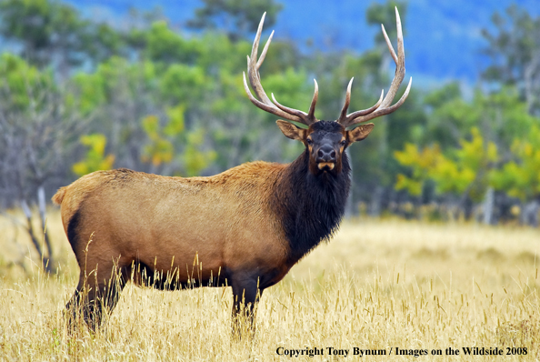 Rocky Mountain Elk in habitat