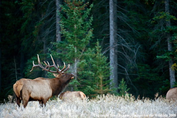 Bull Elk in field