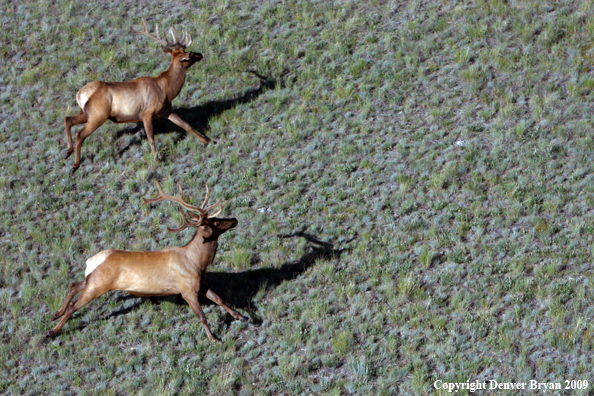 Rocky Mountain Elk in habitat