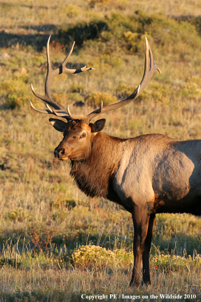 Rocky Mountain bull elk in habitat. 