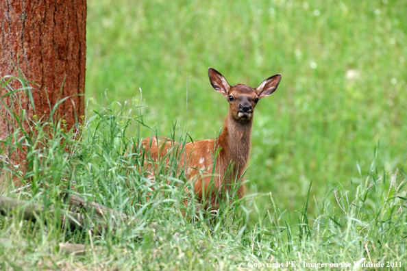 Rocky Mountain elk calf in field. 