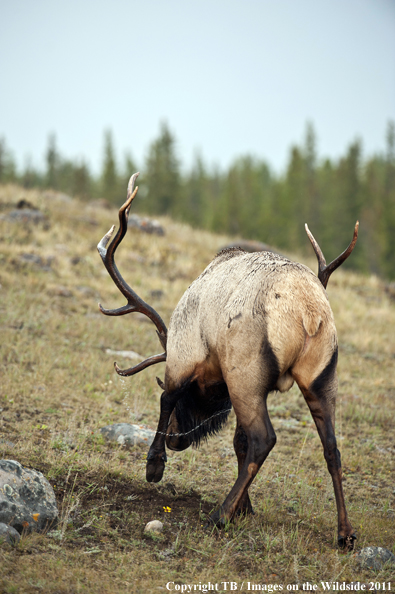 Rocky Mountain bull elk scraping ground. 