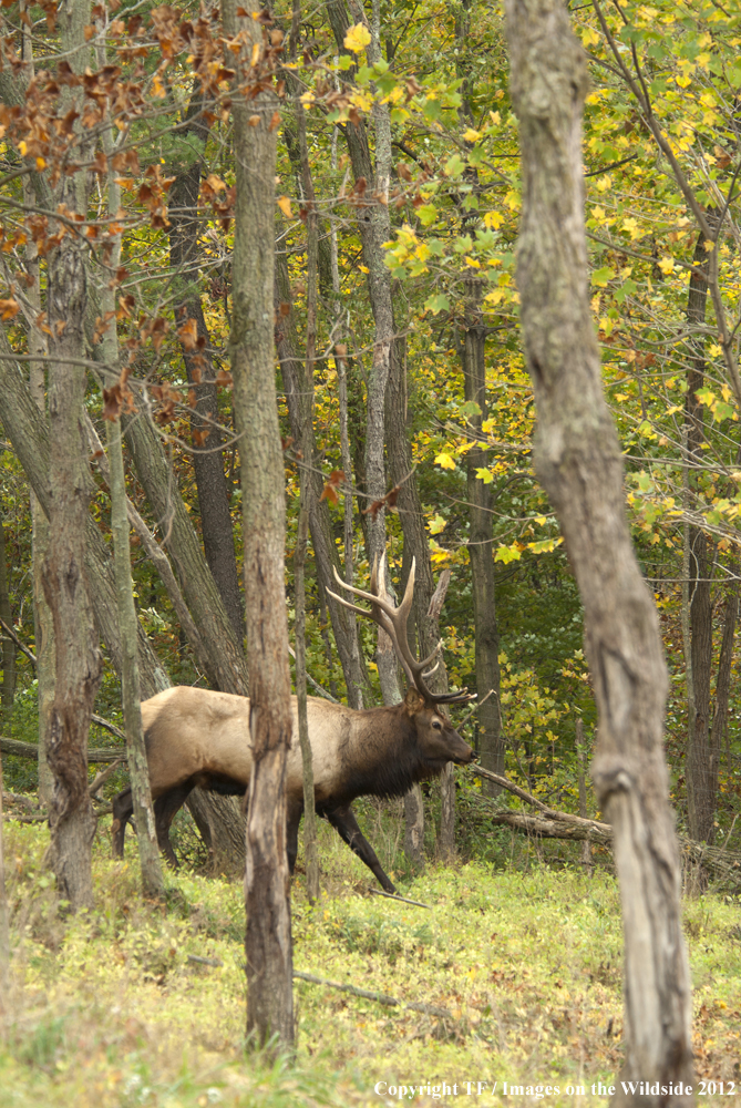 Rock Mountain Elk in habitat. 