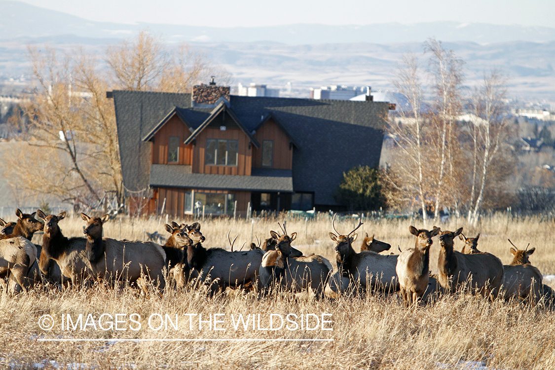 Elk in winter near urban area.