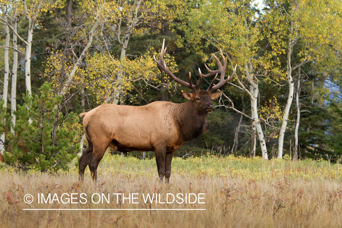 Rocky Mountain Bull Elk in habitat.