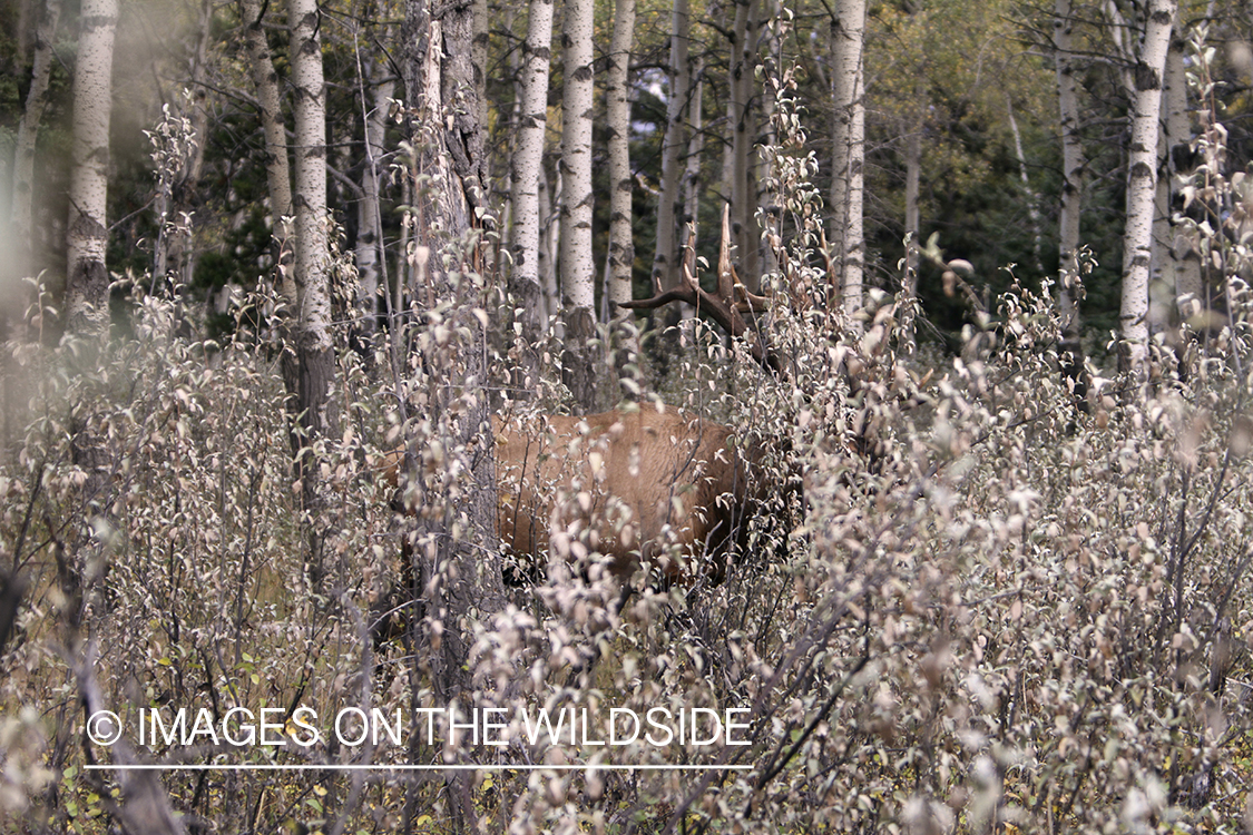 Rocky Mountain Bull Elk in habitat.