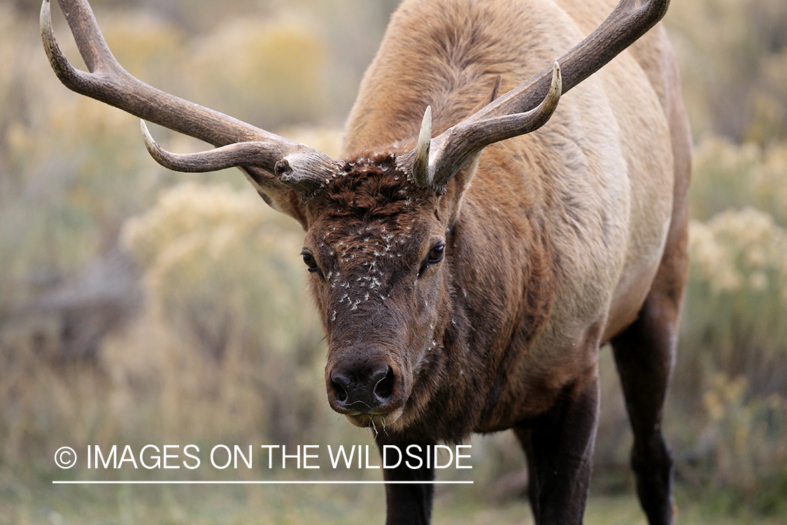 Rocky Mountain Bull Elk with broken antler.