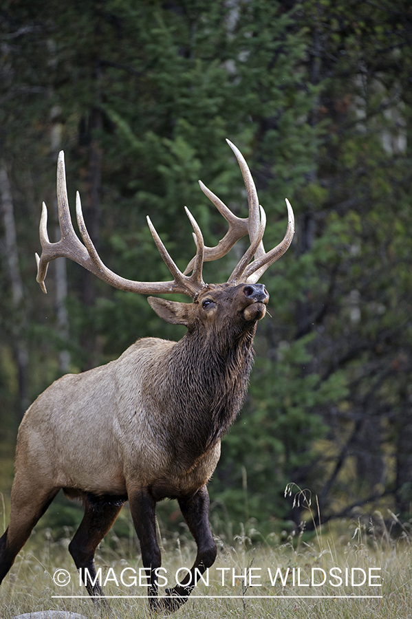 Bull elk sniffing air.