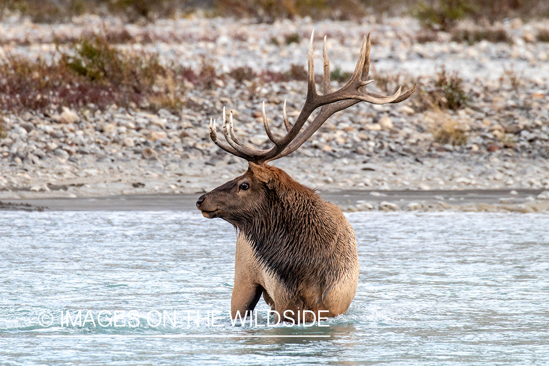 Bull elk in autumn habitat.