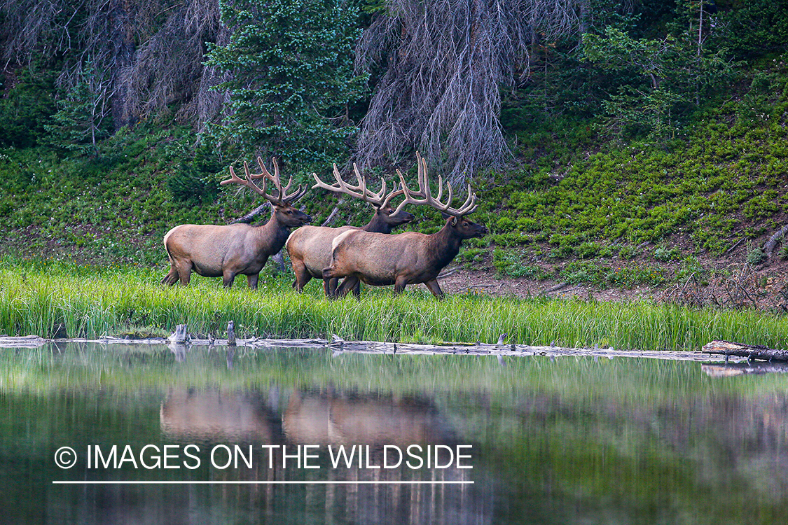 Three bull elk by water.