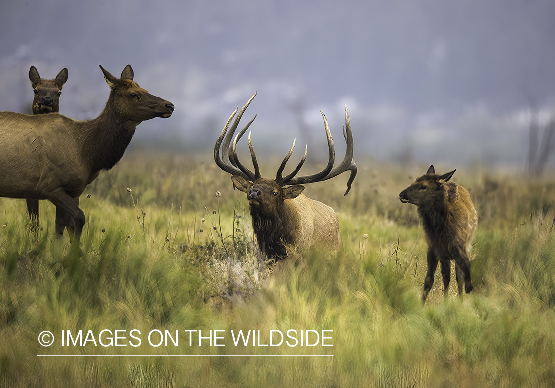 Rocky Mountain Elk in field.