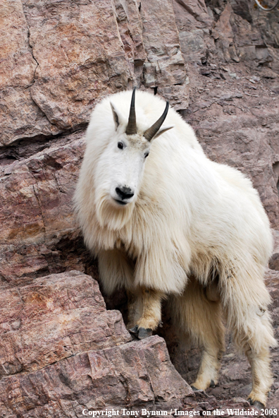 Billy Mountain Goat