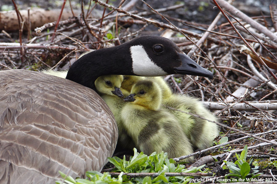 Goose with goslings.