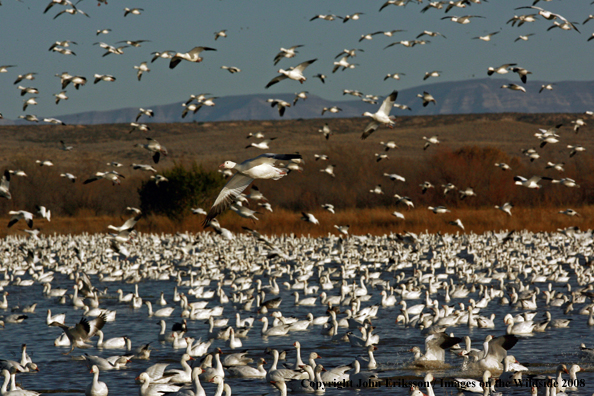 Snow geese in habitat.