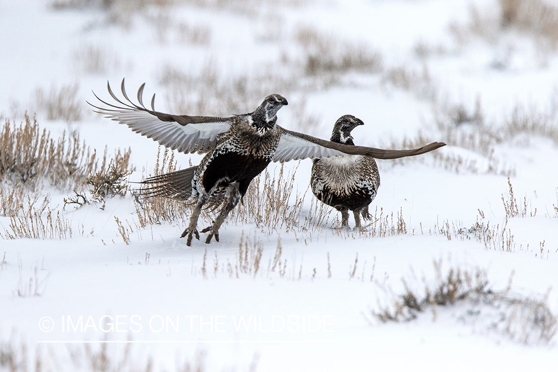 Male sage grouse in flight.