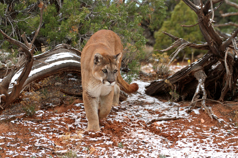 Mountain Lion in habitat.