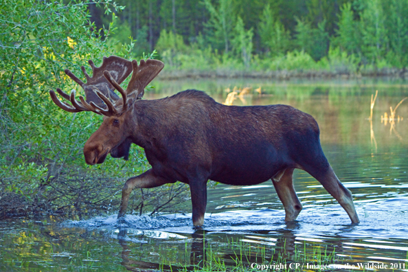 Shiras Moose in habitat. 