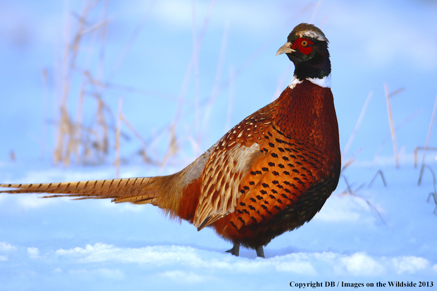 Ring-necked pheasant in field.