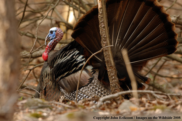 Eastern Wild Turkey