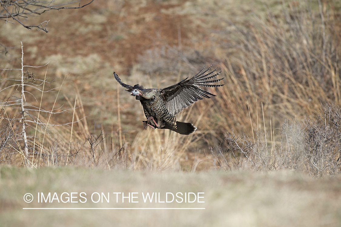 Eastern Wild Turkey hen in flight.