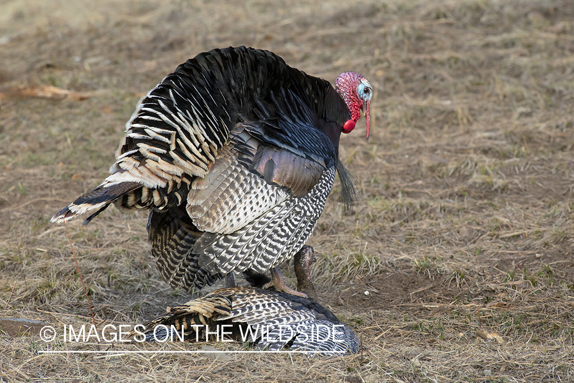 Merriam's Turkey tom breeding hen.