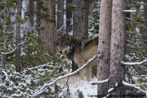 Wolf (wild) in Yellowstone National Park