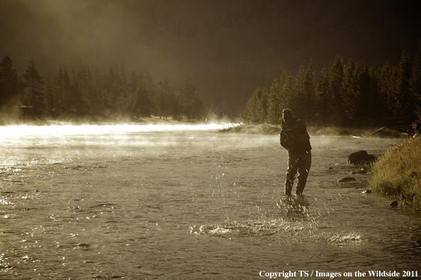 Fisherman in Madison River, YNP. 