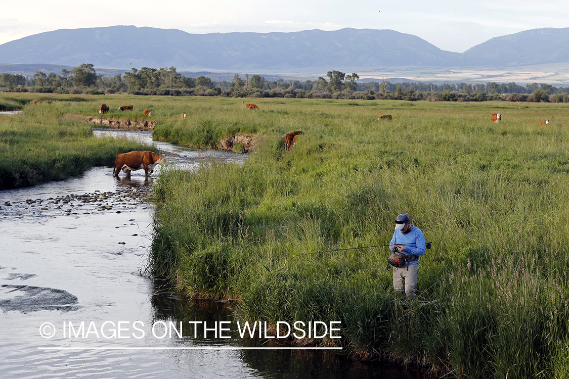 Fisherman by stream with cows.