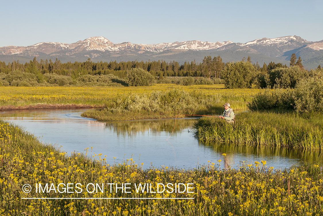 Flyfishing on Duck Creek, Yellowstone National Park.