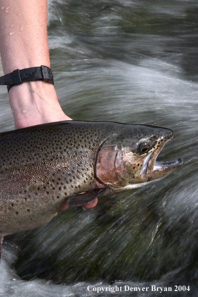 Close-up of Rainbow trout being released.