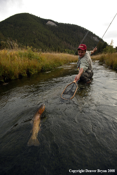 Flyfisherman Landing Cutthroat Trout