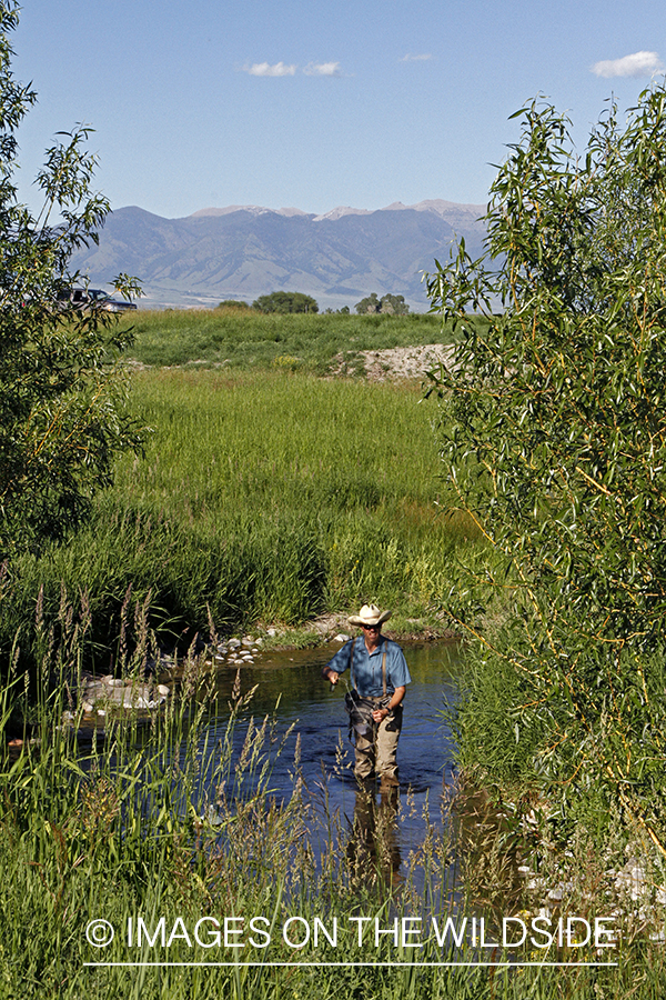 Flyfisherman flyfishing small stream in Montana.