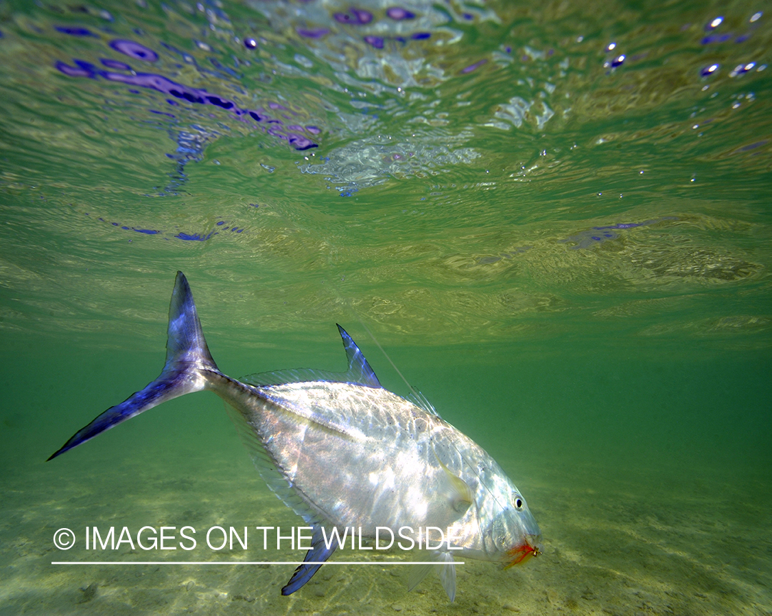 Bluefin trevally with hook in mouth.
