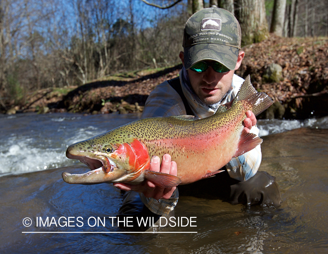 Flyfisherman with rainbow trout.