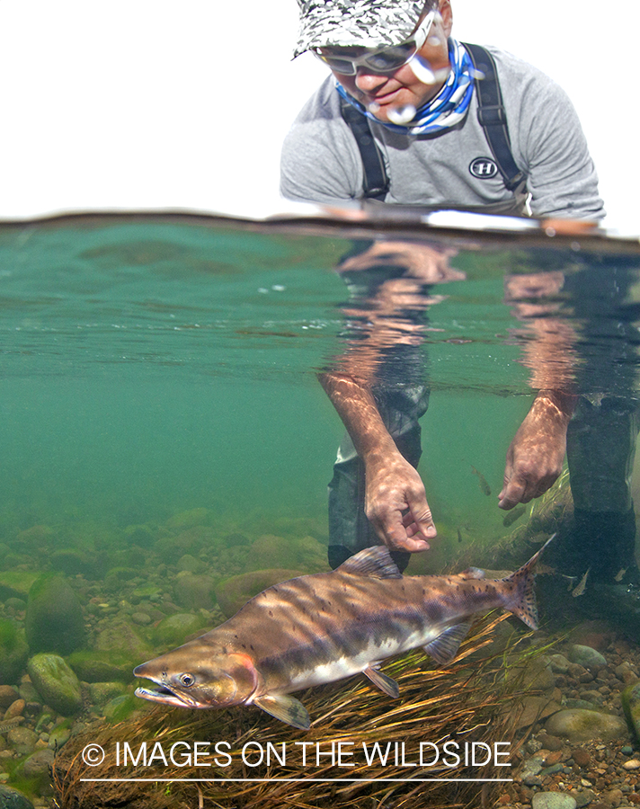 Fisherman releasing Pink Salmon. 