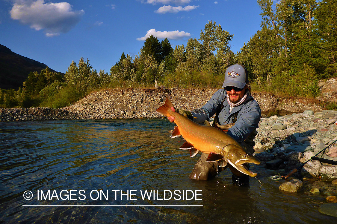 Flyfisherman releasing bull trout.