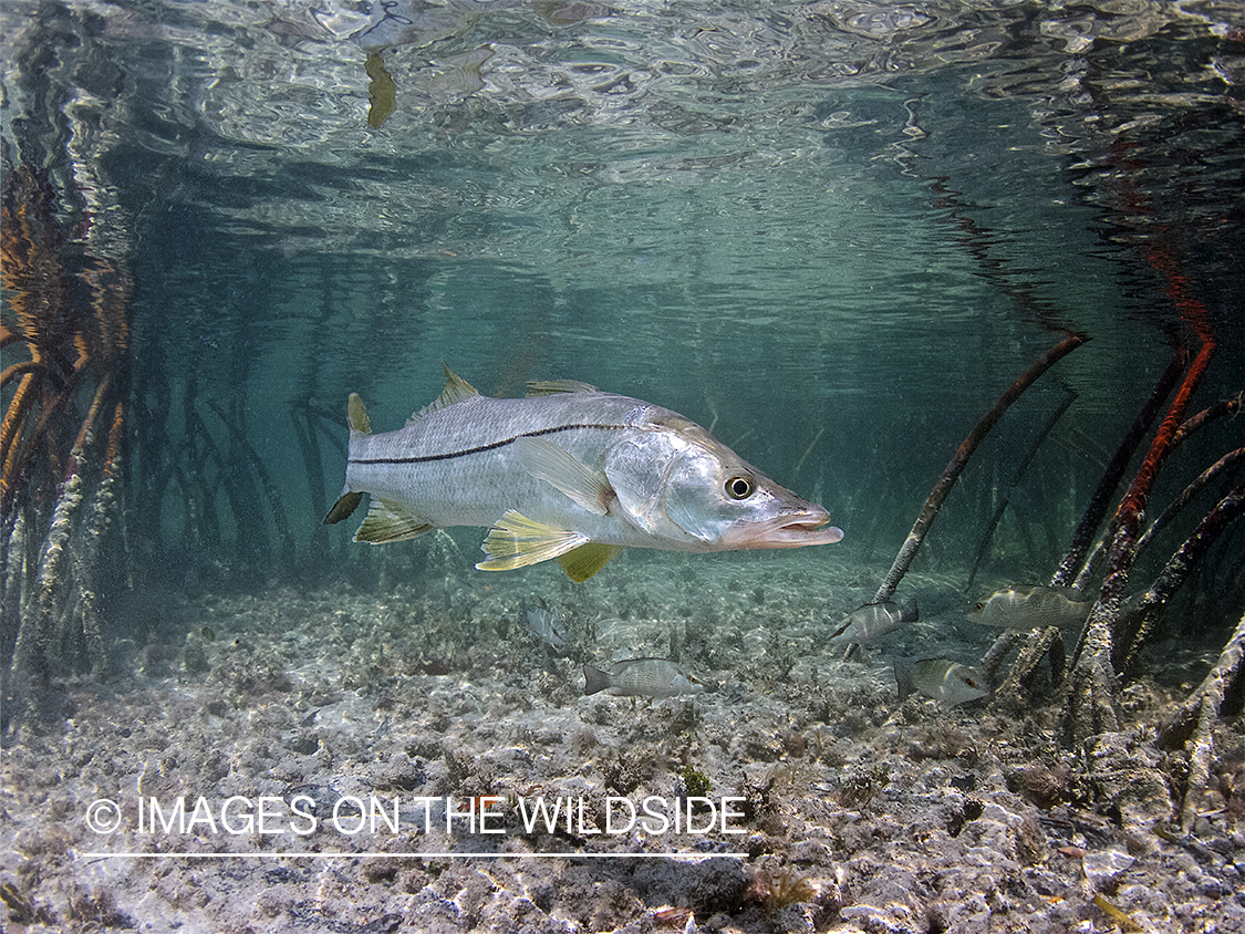 Snook in ocean.