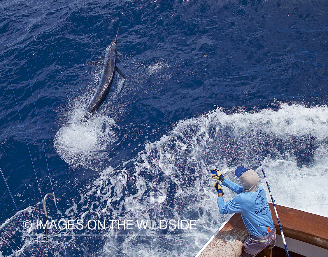 Jumping Marlin.