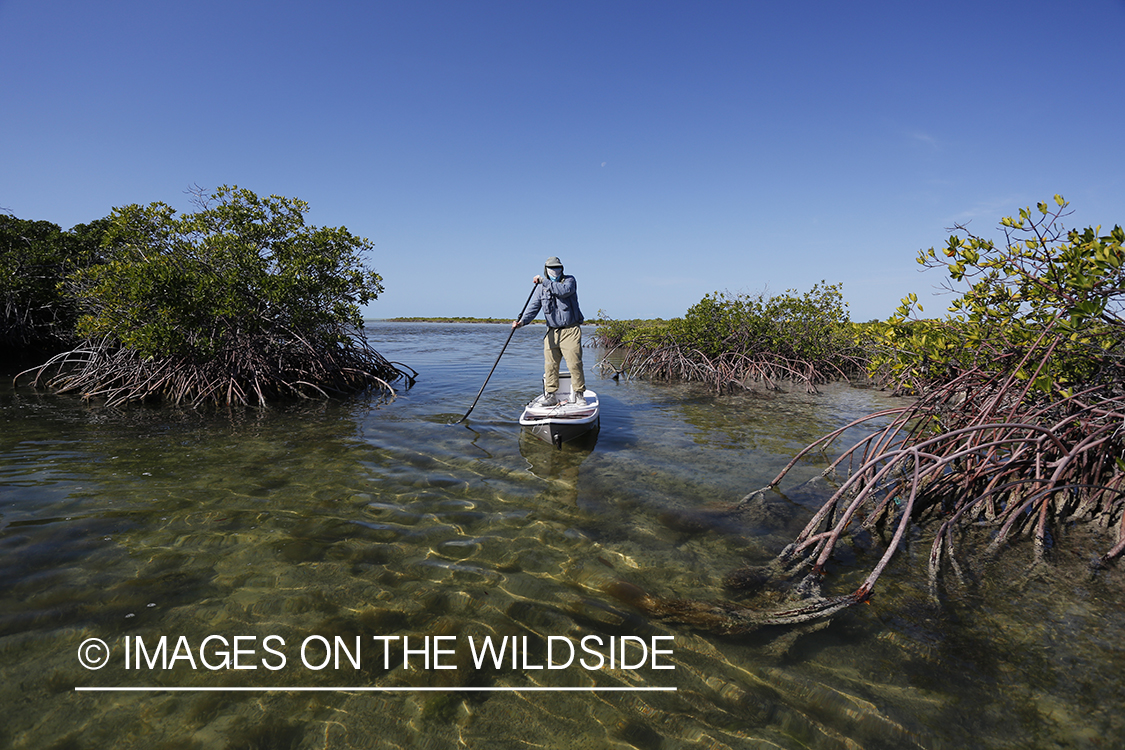 Saltwater flyfisherman on stand up paddle boards.