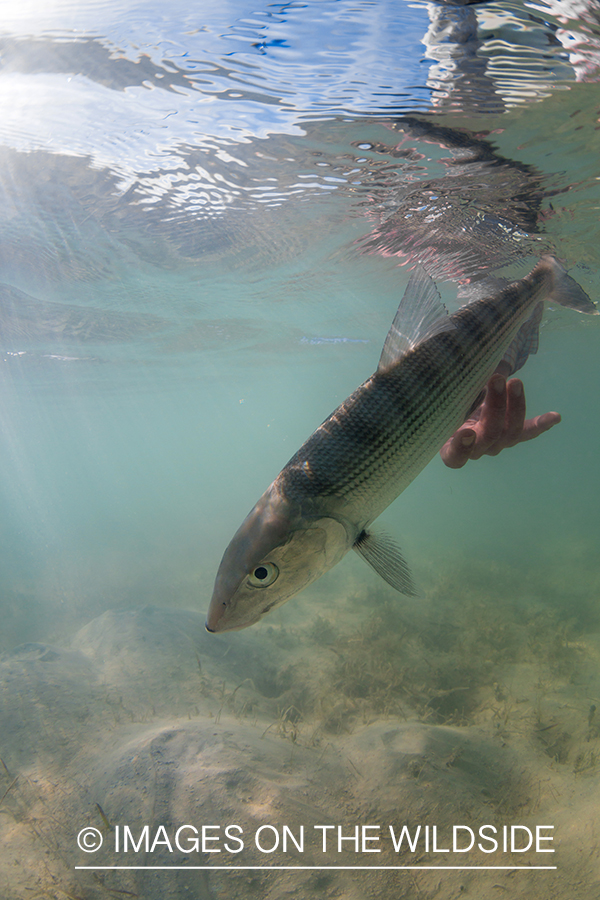 Flyfisherman releasing Bonefish.