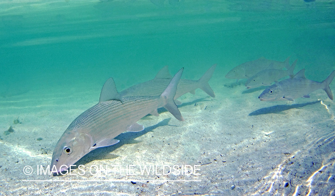 Bonefish in habitat.