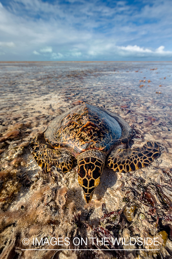 Hawksbill sea turtle.