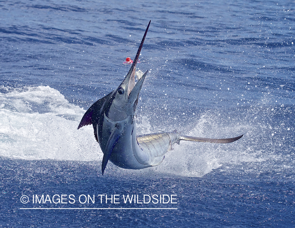 Marlin (blue) jumping.