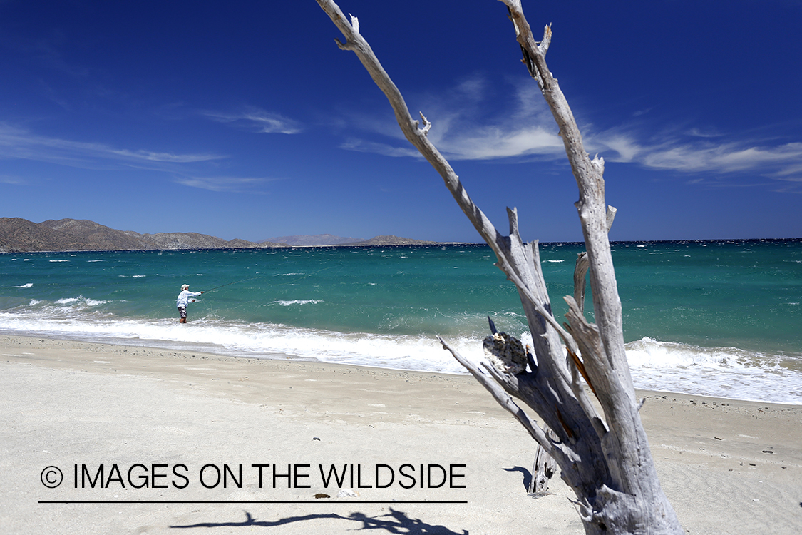 Flyfisherman fishing for roosterfish on beach.