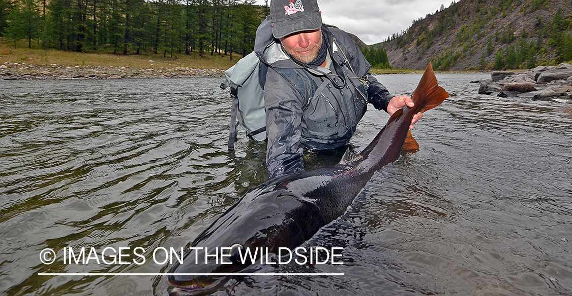 Fly fisherman releasing Taimen.