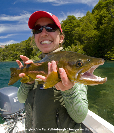 Brown Trout