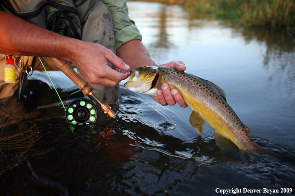 Brown Trout 