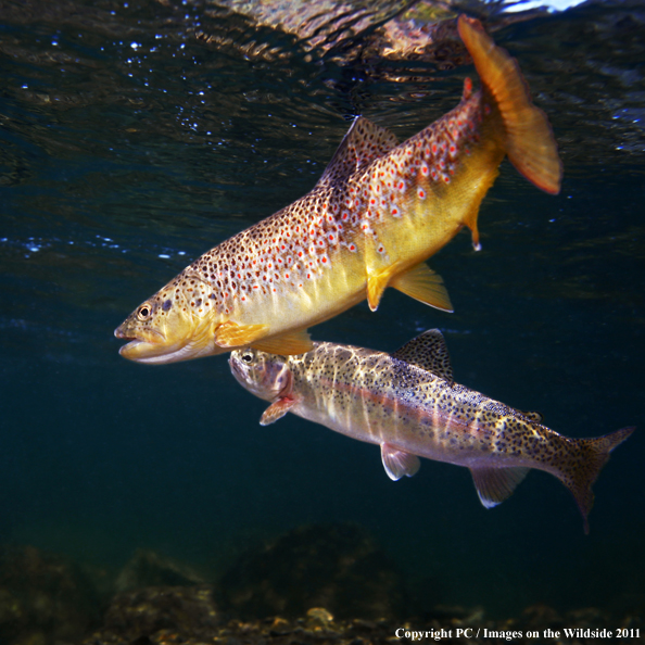 Brown trout and Rainbow trout, Madison River, MT.